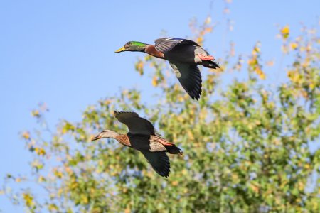 mallards_3185.jpg