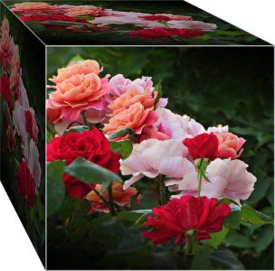 RoseBedProfile062923_SVGrosesAxx_BoxP.JPG