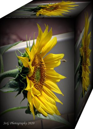 Sunflower080220_SvGCS_BOX.JPG