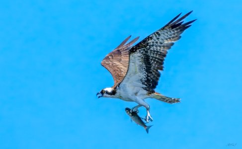 S20240918 Osprey doing a little fishing_.jpg