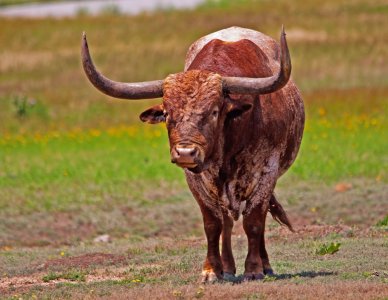 0046 Wichita Mountains, OK.jpg