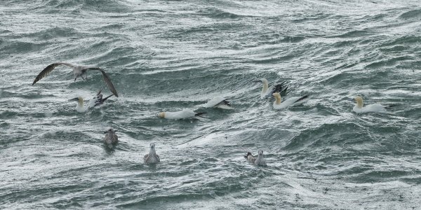 20240928EOS R5m20011055-CR3-DPXD2.jpg