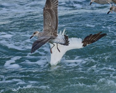 20240928EOS R5m20015874-CR3-DPXD2.jpg