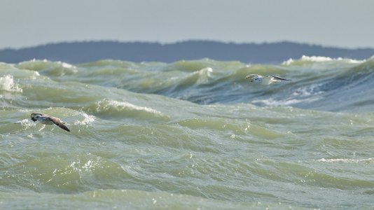 20240928EOS R5m20008477-CR3-DPXD2.jpg