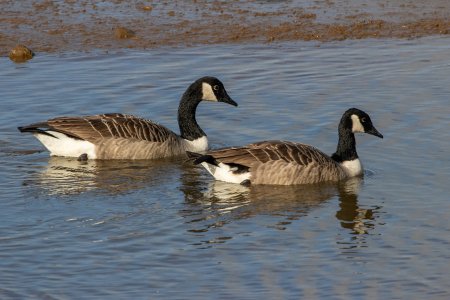 Canada Geese.jpg