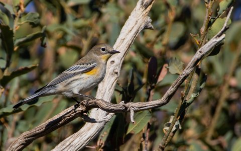 3424 Ash Canyon, AZ-Yellow-rumped Warbler.jpg