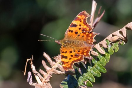 Comma.jpg