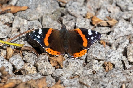 Red Admiral.jpg