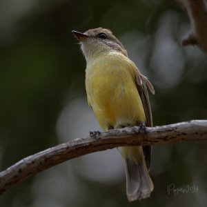 20241030_Birds_EastPt_Pippan_10-1.jpg