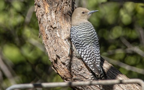3509 Ash Canyon, AZ-Gila Woodpecker (F).jpg