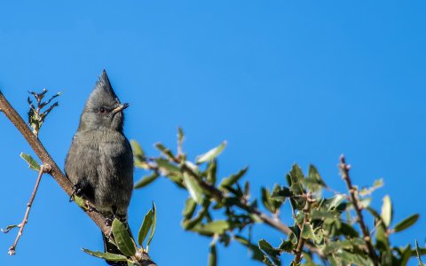 3500 Ash Canyon, AZ-Phainopepla (F).jpg
