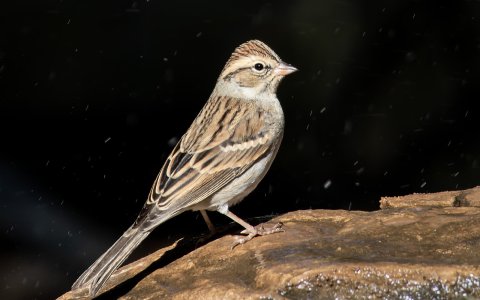 3412 Ash Canyon, AZ-Chipping Sparrow.jpg
