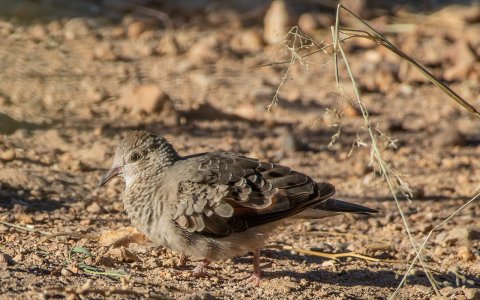 3420 Ash Canyon, AZ-Common Ground Dove.jpg