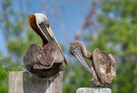 C20130503 Pelicans.jpg