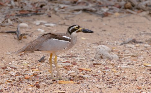 20241031_Birds_EastPt_Pippan_470-1.jpg