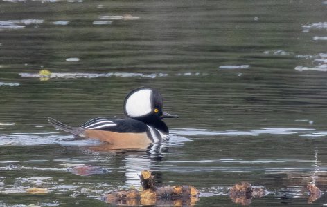 R7_D7573 Hooded Merganser.jpg