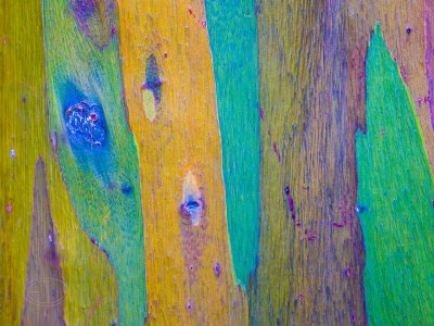 M2_B8322 Rainbow Eucalyptus-Enhanced-NR.jpg