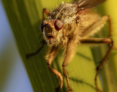 dung fly crop.jpg