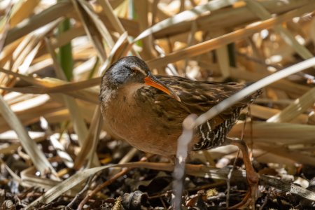Virginia Rail-210509.jpg