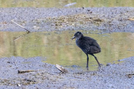 Virginia Rail-220702.jpg