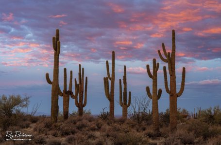 stand-saguaros-2500-logo--0S8A7922-Enhanced-NR.jpg