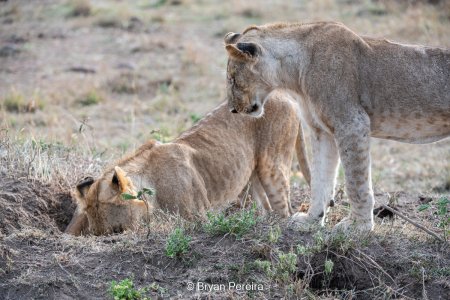digging for warthogs_bp.jpg