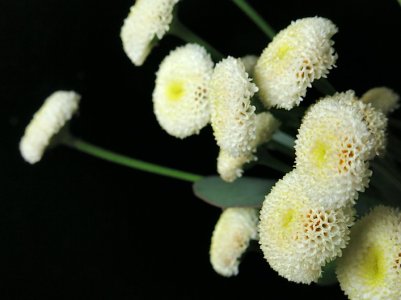 flowersA2:6:14.JPG