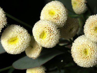 flowersLG2:6:14.JPG