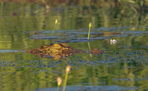 20240829_CorroboreeBillabong_Pippan_322-1.jpg