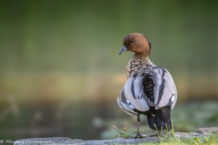 R5II4158-Enhanced-NR.jpg