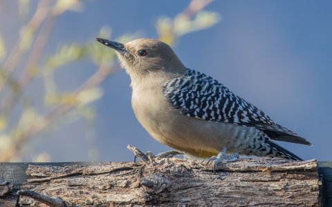 3758 Ash Canyon, AZ-Gila Woodpecker (F).jpg