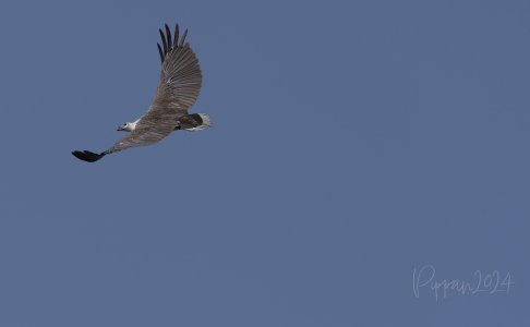 20240829_CorroboreeBillabong_Pippan_4177-1.jpg