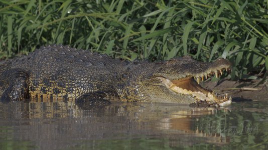 20240829_CorroboreeBillabong_Pippan_3485-1.jpg