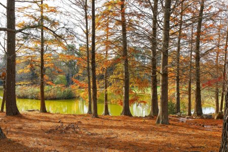 Canon R8 IMG_0992-s.jpg