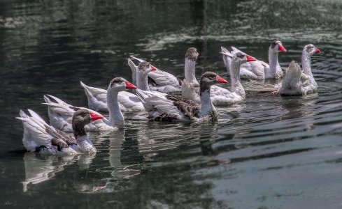 C20130727 Geese_.jpg