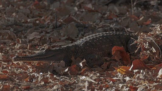 20240829_CorroboreeBillabong_Pippan_3026-1.jpg