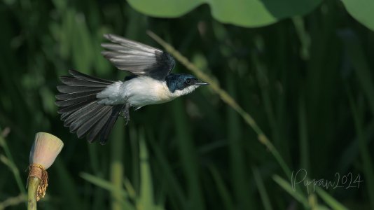 20240829_CorroboreeBillabong_Pippan_3117-1.jpg