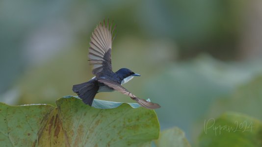 20241201_Birds_FoggDam_Pippan_1957-1.jpg
