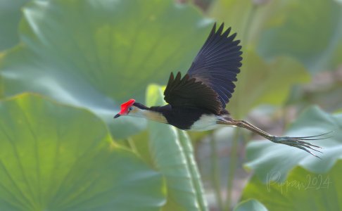 20241201_Birds_FoggDam_Pippan_370-1.jpg