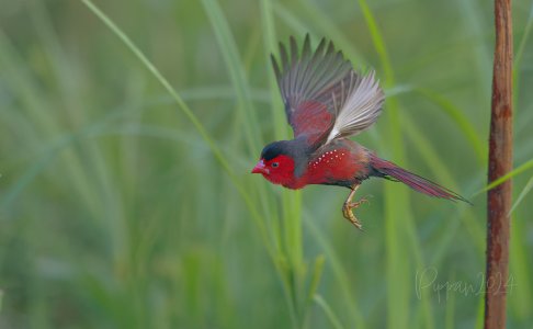 20241201_Birds_FoggDam_Pippan_1559-1.jpg