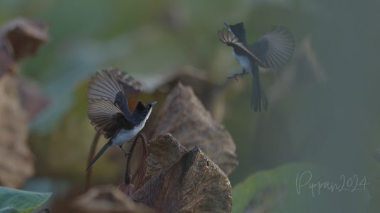 20241201_Birds_FoggDam_Pippan_1704-1.jpg