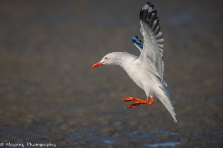 R5II1233-Enhanced-NR.jpg