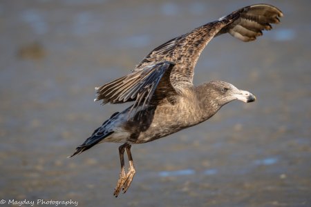 R5II1341-Enhanced-NR.jpg