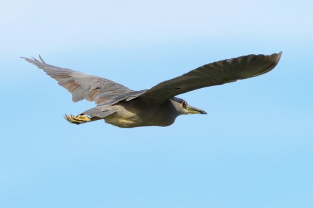 N-Heron_4094.jpg
