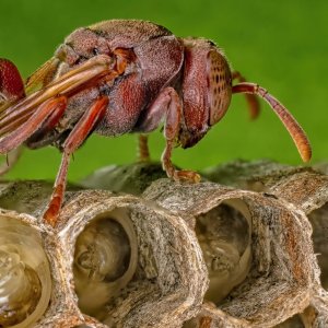 R5m2 R5M22497 Crop 1600 FR.jpg