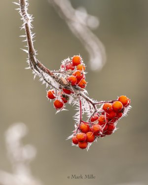 mille_121024_47-Enhanced-NR-Edit.jpg