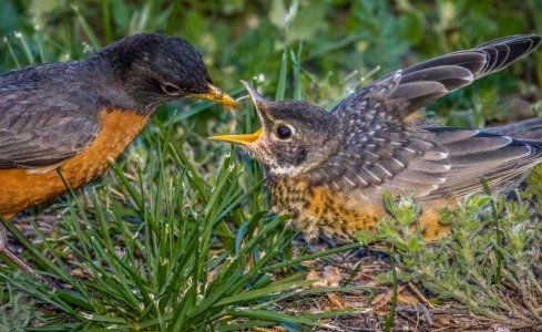 Robin-Chick.jpg