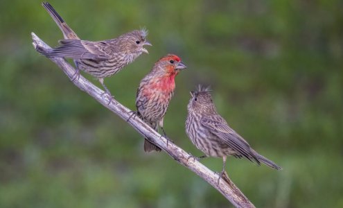 House-Finch16.jpg