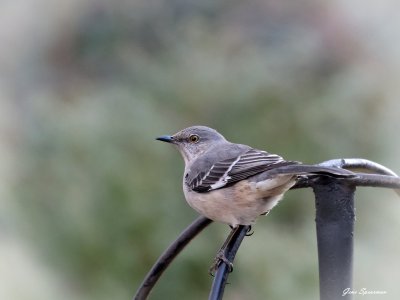 IMG_1080.JPG