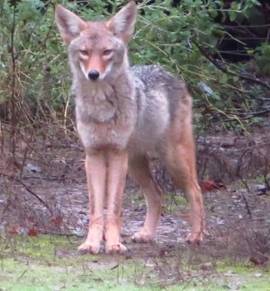 Coyote-02-cropped.JPG